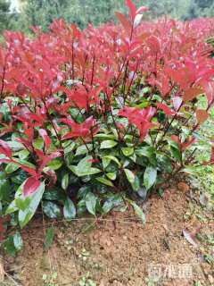 25厘米红叶石楠小苗
