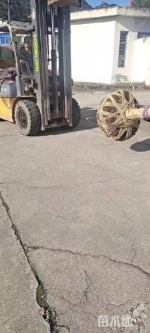 高度150厘米茶花