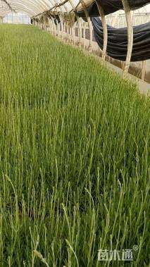 高度30厘米薰衣草