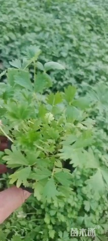 高度10厘米五叶委陵菜