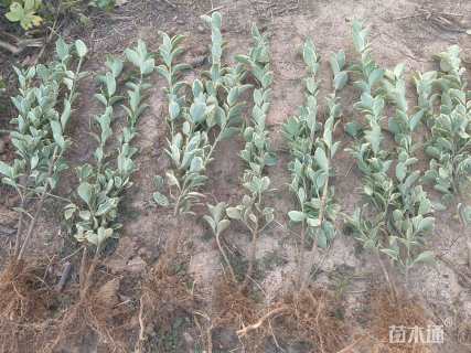 高度30厘米金边黄杨