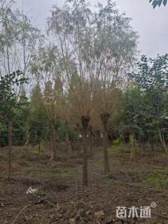 12公分金丝垂柳