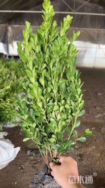 高度70厘米小叶黄杨