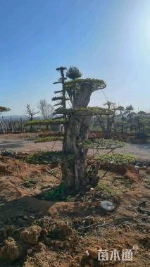 40公分对节白蜡