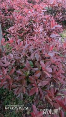 冠幅100厘米红叶石楠球