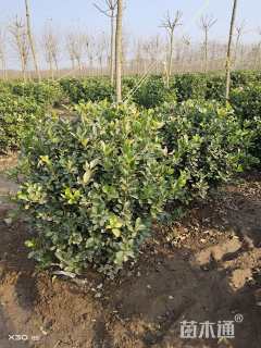 冠幅90厘米卫矛球