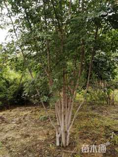 高度5厘米丛生茶条槭