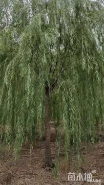 18公分垂柳