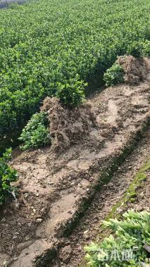 高度50厘米大叶黄杨