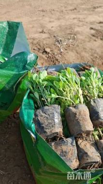 高度10厘米蓝花鸢尾