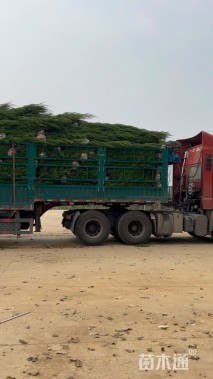 高度160厘米蜀桧