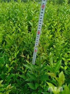 高度40厘米日本女贞