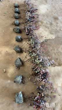 高度40厘米红花继木小苗