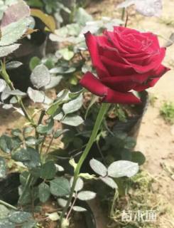 高度40厘米卡罗拉月季