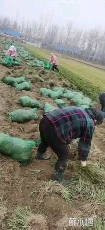 高度15厘米麦冬