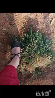 高度20厘米沿阶草