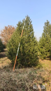 高度600厘米白皮松3-8米