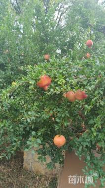 高度650厘米石榴