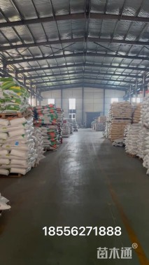 富裕种业柳叶马鞭草种子