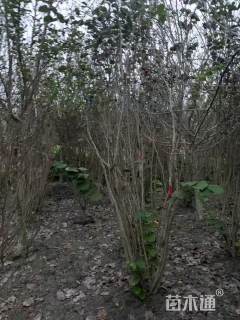 高度220厘米巴杆红丛生紫荆