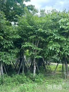 12公分大叶紫薇