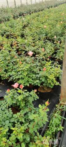 高度30厘米丰花月季