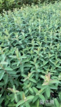 高度20厘米金丝桃