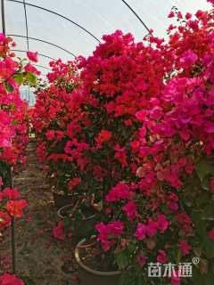 高度170厘米三角梅