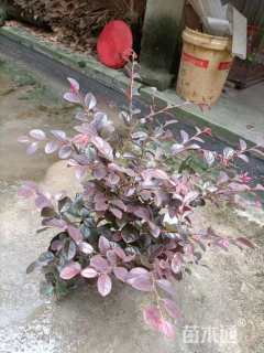 高度20厘米红花继木小苗