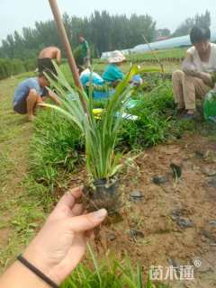 高度20厘米大花萱草