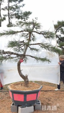 高度220厘米房产松