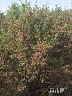 高度180厘米蓝叶忍冬