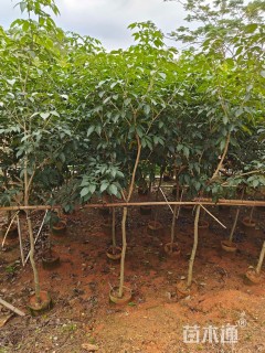 6公分紫花风铃木