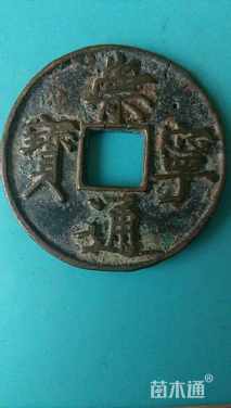 30公分香樟
