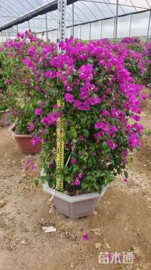 高度120厘米三角梅