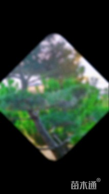 17公分造型黑松