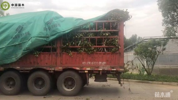 冠幅200厘米红叶石楠球