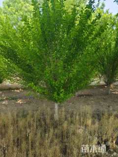 高度300厘米木槿