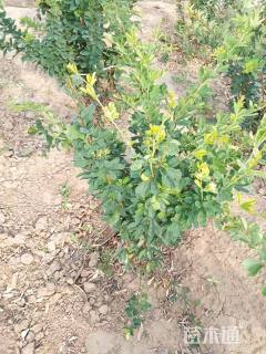 高度100厘米金雀锦鸡