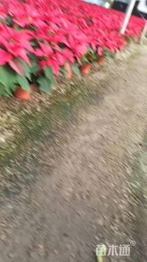 高度35厘米一品红