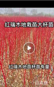 高度100厘米红瑞木