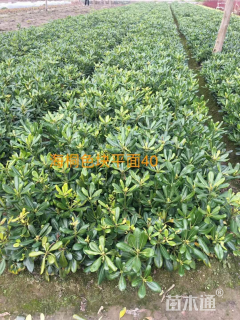 高度40厘米海桐小苗