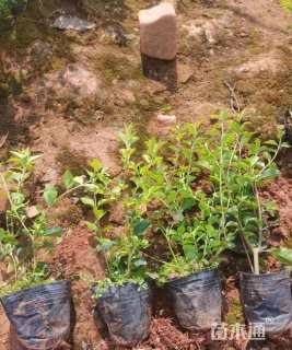 高度30厘米金禾女贞