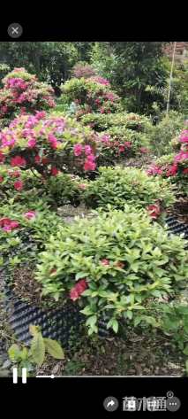 10公分造型杜鹃