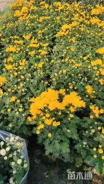 高度30厘米菊花