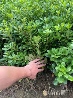 高度30厘米海桐