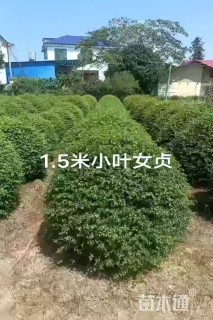 冠幅150厘米小叶女贞球