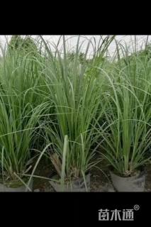 高度50厘米矮蒲苇