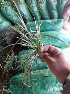 高度10厘米细叶麦冬草