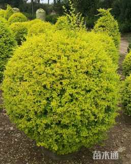 冠幅90厘米亮晶女贞球